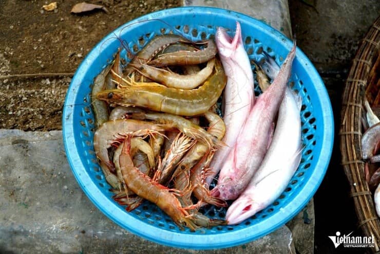 Loài cá thân mềm giá tới 1 triệu đồng/kg 'cháy hàng'
