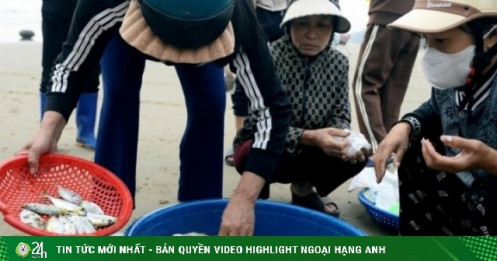 Loài cá thân mềm giá tới 1 triệu đồng/kg 'cháy hàng'