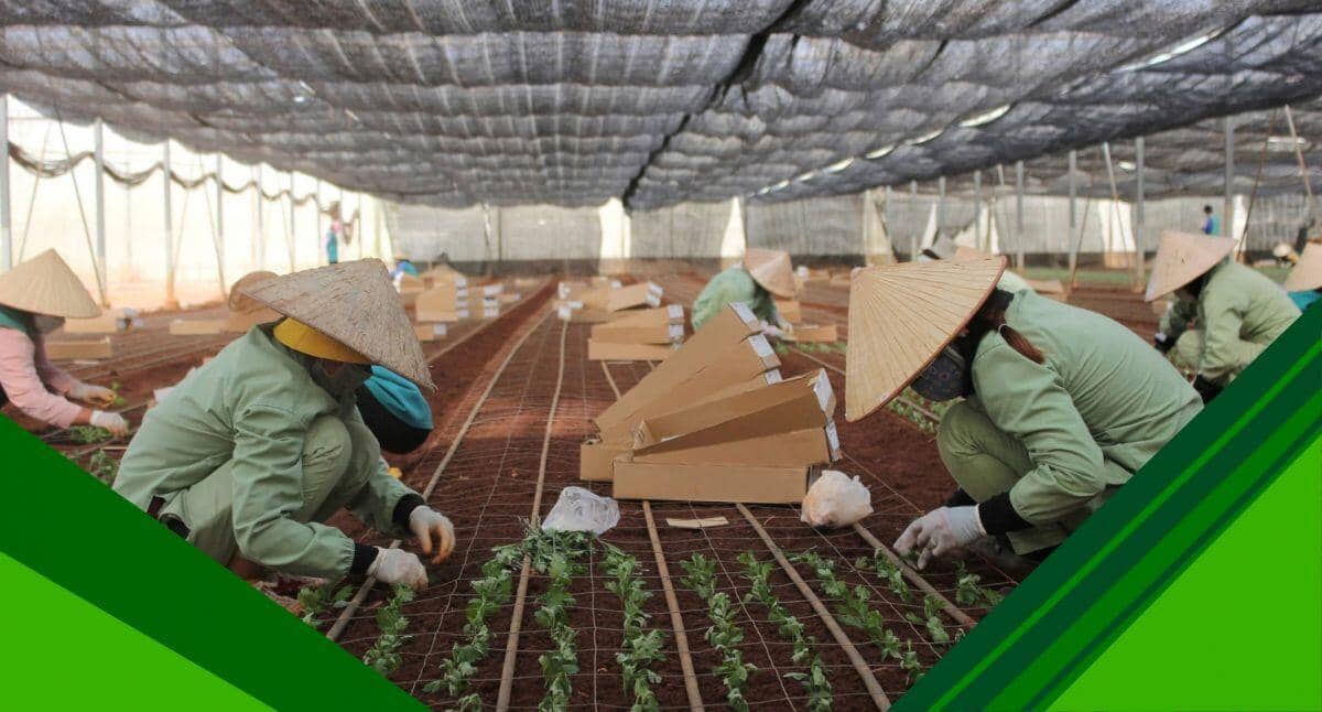 Nông nghiệp 2025: hai nửa sáng- tối phía sau kỷ lục xuất khẩu
