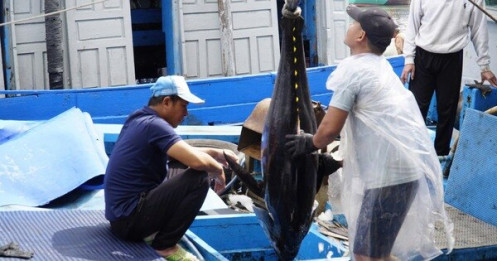 “Thủ phủ” cá ngừ đại dương và những chuyến biển bạc tỉ