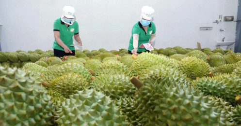 Giá sầu riêng tăng cao nhất 3 năm qua