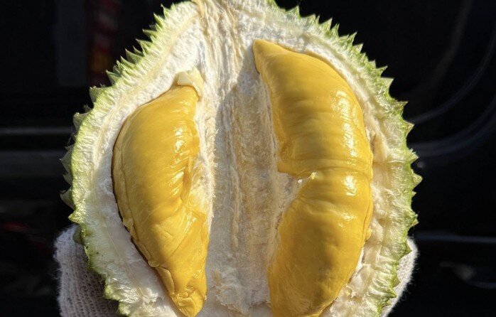 Giá sầu riêng Musang King giảm mạnh trong năm 2026 , cơ hội cho nông dân