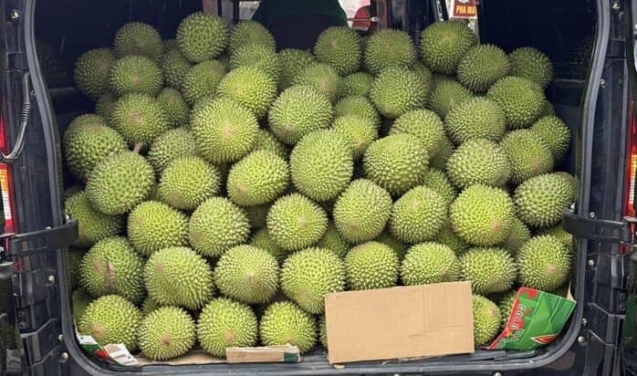 Giá sầu riêng Musang King giảm mạnh trong năm 2026 , cơ hội cho nông dân