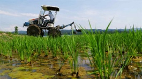 Giá phân bón tăng vọt vì chiến tranh Iran, chuyên gia cảnh báo khủng hoảng nguồn cung