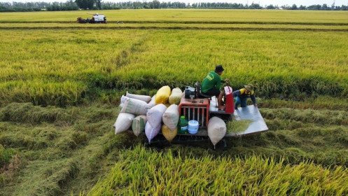 Căng thẳng Trung Đông thổi bùng 'cuộc chiến chi phí' trên đồng ruộng Việt