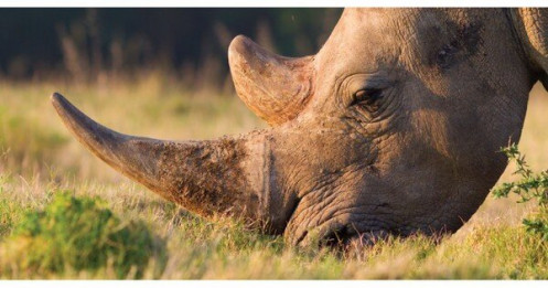 Nam Phi bắt ông Chu Đăng Khoa trong vụ án sừng tê giác