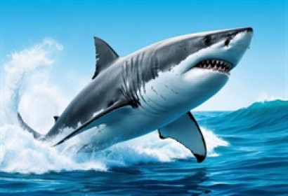 Theo dấu dòng tiền cá mập 17/03: Tự doanh mua ròng kỷ lục hơn 1,300 tỷ trên sàn HOSE