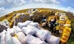 Thị trường gạo xuất khẩu: Chậm mua, chờ giá