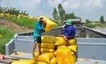 Thị trường gạo xuất khẩu: Chậm mua, chờ giá