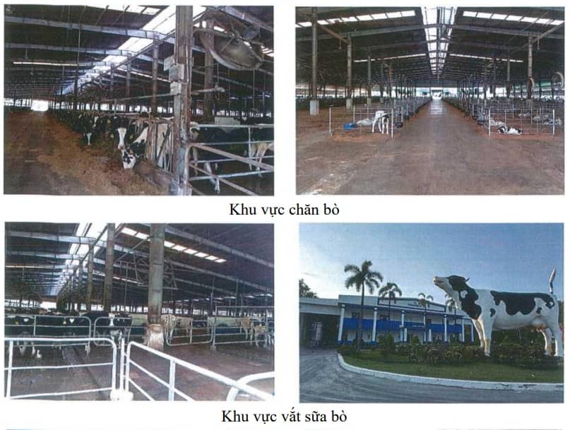 Trang trại bò sữa của VNM ở Tây Ninh tăng gấp đôi quy mô lên 16,000 con, dự kiến vận hành đầu 2028