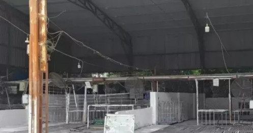 Tận thấy lò mổ gần 300 tấn lợn bệnh ở Hà Nội