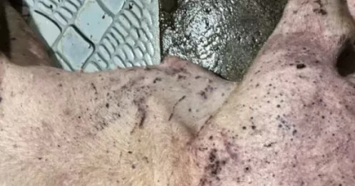 Hơn 300 tấn lợn bệnh tuồn vào trường học, chợ đầu mối: Lo ngại sức khỏe học sinh