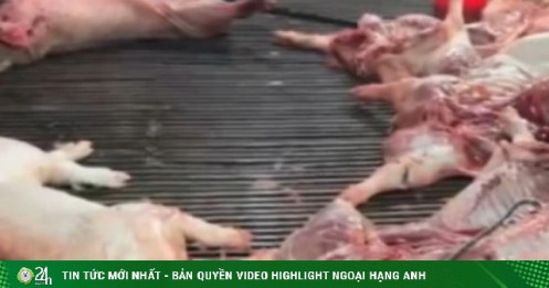 Vụ heo bệnh vào trường học: Công ty CP Dịch vụ suất ăn Công nghiệp Hà Nội nói mình là "nạn nhân"