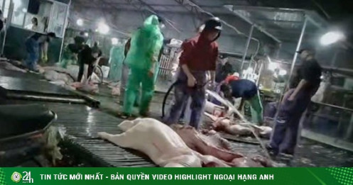 Ai chịu trách nhiệm để lợn bệnh vào bữa ăn của người tiêu dùng?