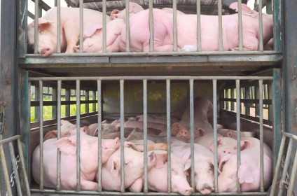 Xe chở 100 con lợn bệnh vào Nam tiêu thụ