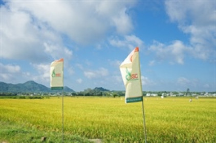 Sau năm lợi nhuận thấp kỷ lục, SSC đặt mục tiêu phục hồi trong 2026