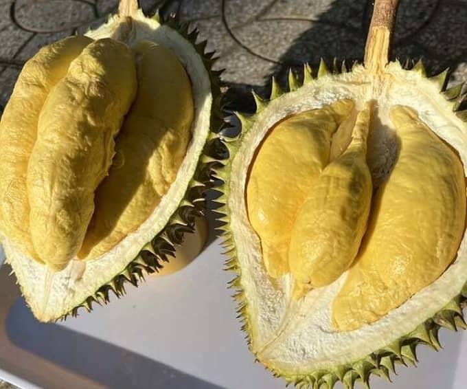 Giá sầu riêng Ri6 thấp kỷ lục