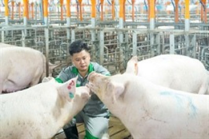 'Heo ăn chay' BAF lãi kỷ lục quý 1