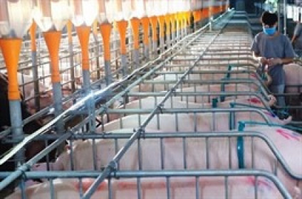 Nông nghiệp Hòa Phát kinh doanh ra sao hậu IPO?