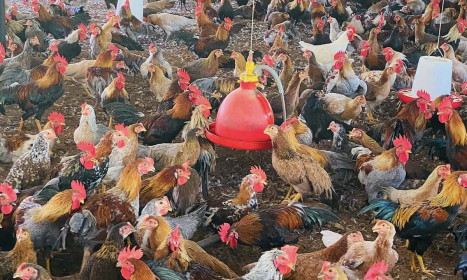 Giá gà và trứng lao dốc, người nuôi lỗ nặng