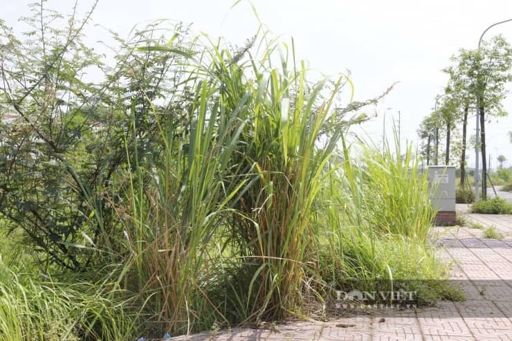 Khu đất đấu giá từng gây sốc ở Hà Nội sau gần 2 năm: Biển quảng cáo mất hút, cỏ mọc lút đầu người