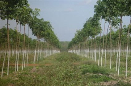Một doanh nghiệp cao su sắp nhận hơn 3,500 tỷ đồng đền bù, cổ phiếu lên đỉnh lịch sử