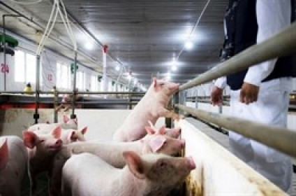 Nông nghiệp Hòa Phát chi 600 tỷ trả cổ tức cho cổ đông
