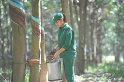 GVR không bị hủy tư cách công ty đại chúng dù chưa đạt chuẩn