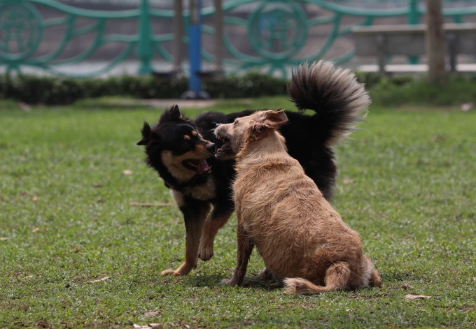 Dắt chó ra đường không đeo rọ mõm sẽ bị phạt 2 triệu đồng