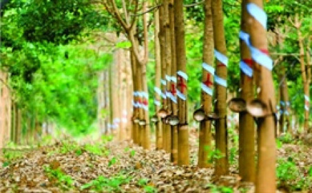 Cao su Phước Hòa triển khai phát hành hơn 108 triệu cp thưởng