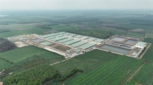 BAF lãi hơn 310 tỷ sau nửa đầu năm, sản lượng heo tăng mạnh