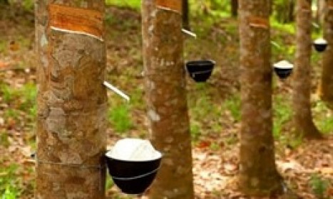 Xuất khẩu cao su hướng tới tăng giá trị qua thị trường tín chỉ carbon