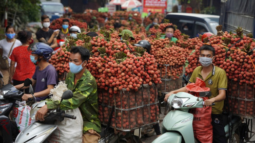 Xuất khẩu vải thiều lao dốc