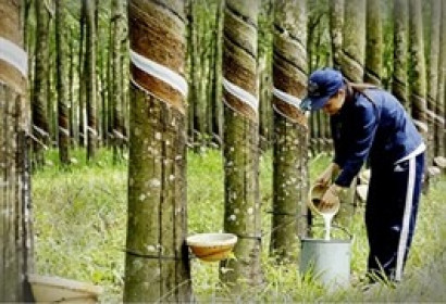 Giá cao su lên mức cao nhất kể từ năm 2013