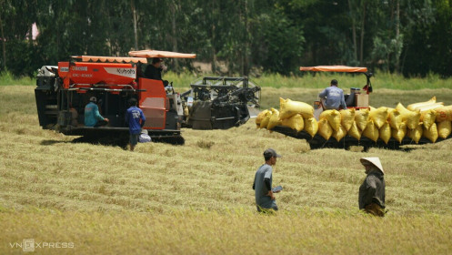 Giá lúa giảm, nông dân miền Tây khó có lãi