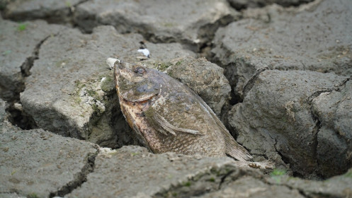 El Nino đạt cường độ rất mạnh