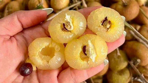 Nhãn bắp cải từ 200.000 đồng một kg còn vài chục nghìn