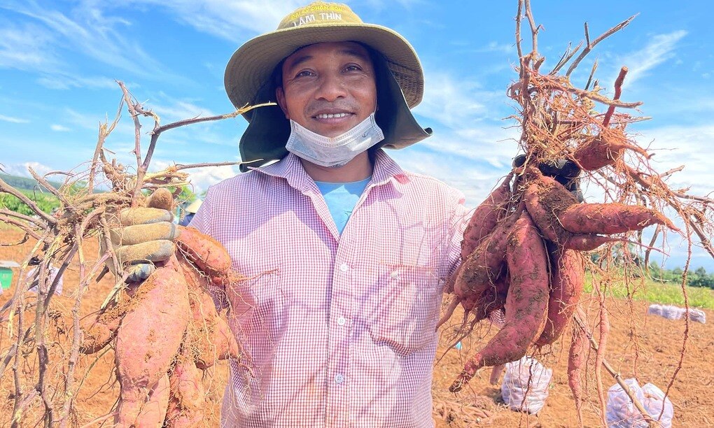 Khoai lang tăng giá, nông dân vẫn hụt lãi