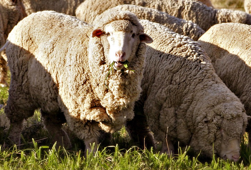 Fed và giới tài phiệt đã tạo ra khủng hoảng kinh tế để xén lông cừu như thế nào?