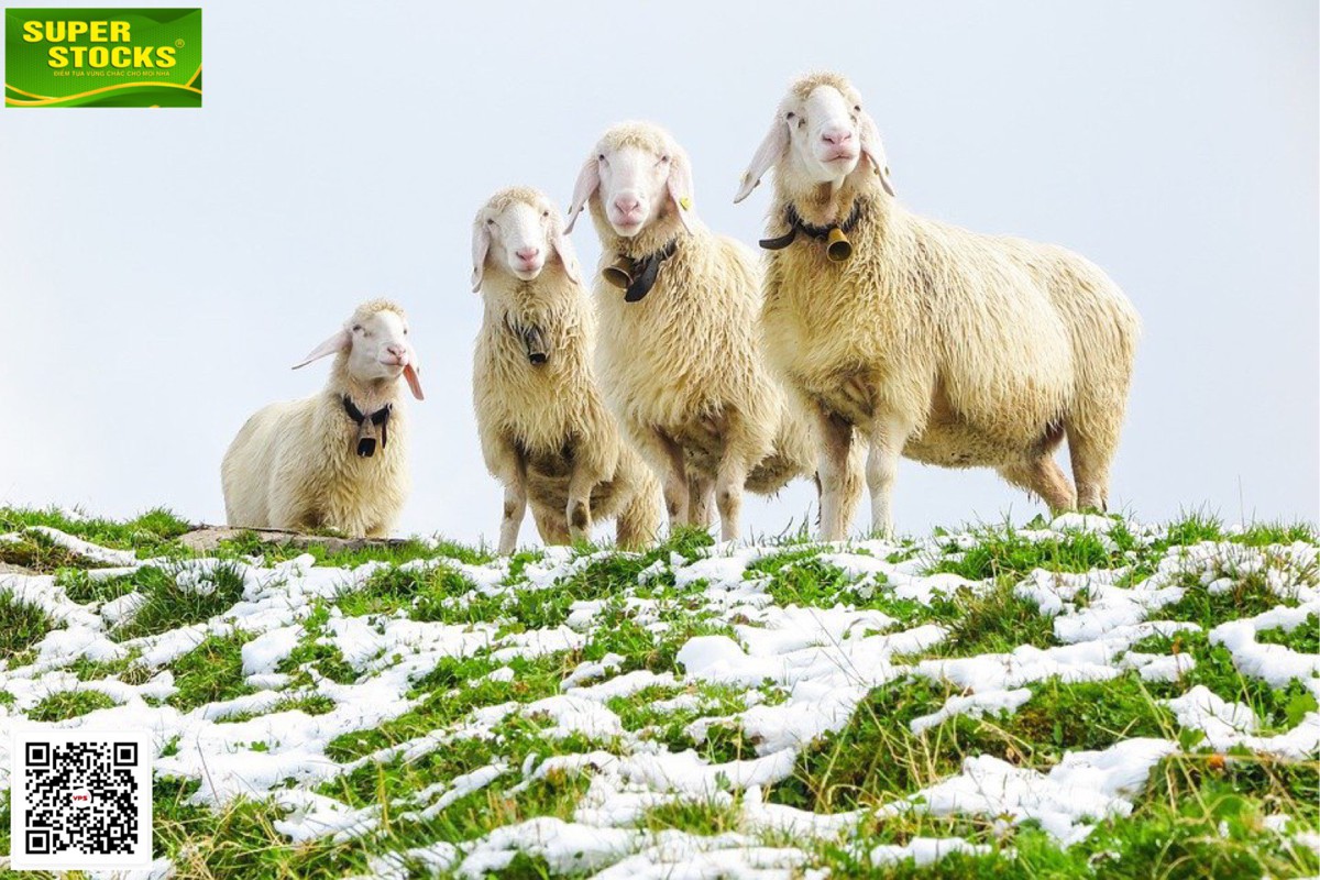 BẦY CỪU VÀ NHỮNG CON SÓI.. Có một người chăn cừu quyết định đưa đàn cừu của mình lên sống ở phía Bắc.  ...