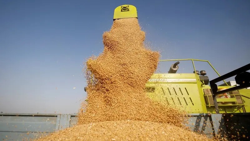 Vụ lúa mì kỷ lục của Ấn Độ trong mùa này sẽ mở đường cho việc nới lỏng các hạn chế xuất khẩu.. Ấn Độ  ...