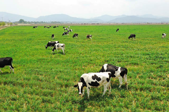 Lâm Đồng không cho phép Dalat Milk chuyển mục đích sử dụng đất từ nông nghiệp sang sản xuất. Ngày 09/02/2023,  ...