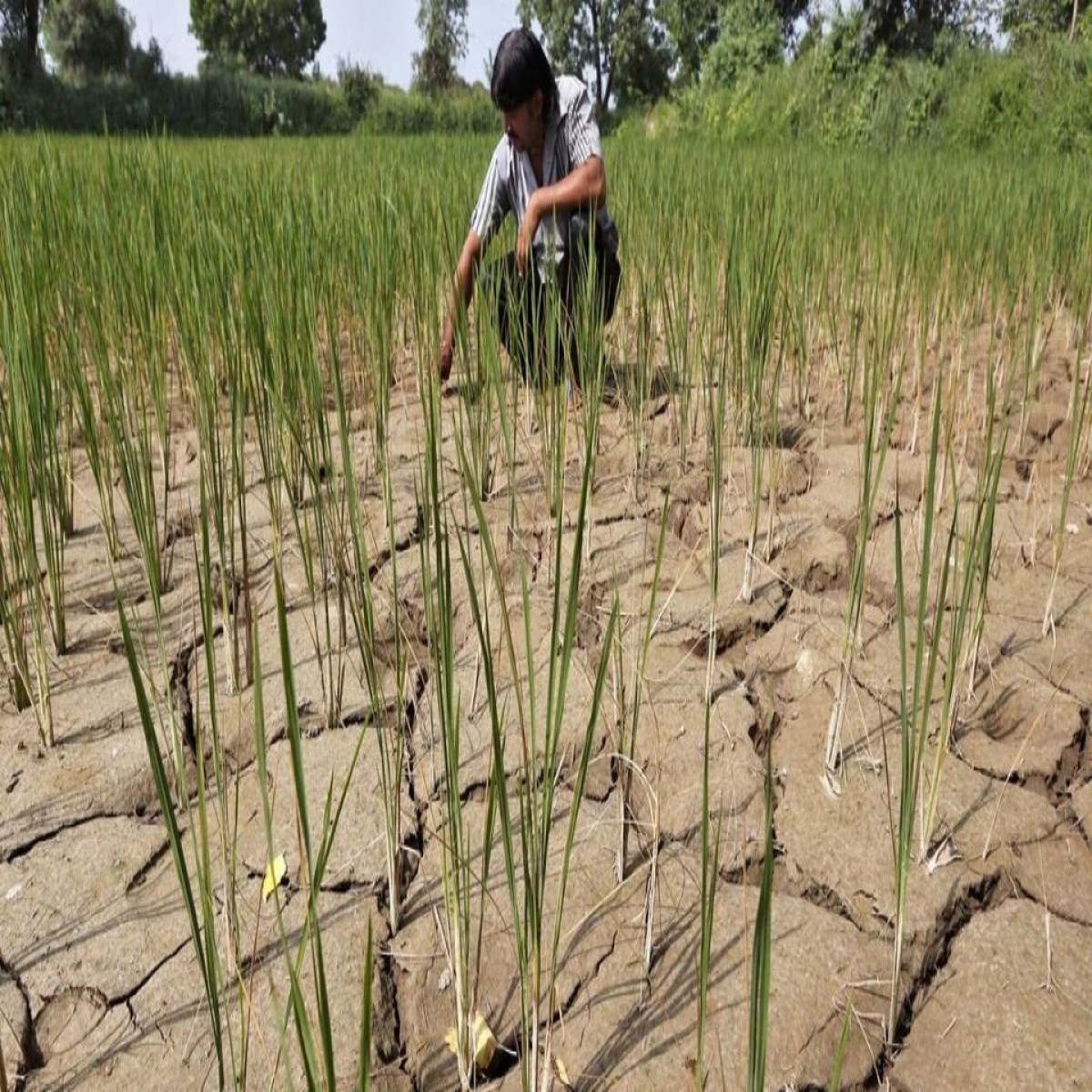 Hiện tượng El Nino xuất hiện tác động thế nào đến thời tiết trên thế giới?. Một nông dân đang nhổ bỏ  ...