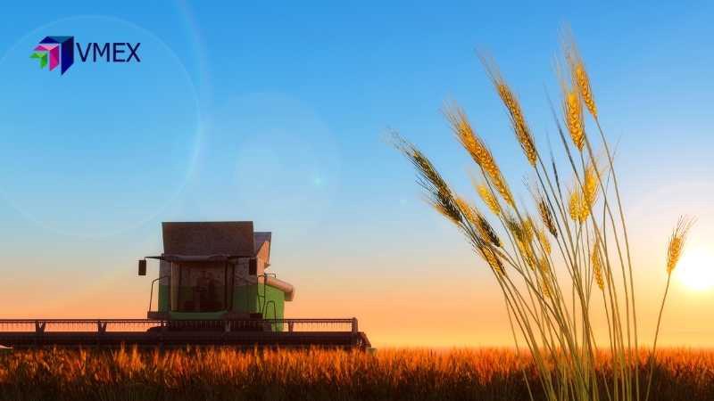 Triển vọng vụ lúa mì năm nay của Đức bị cắt giảm do khô hạn