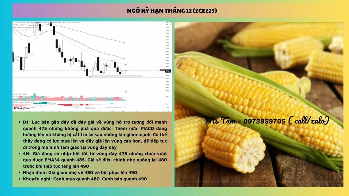NHẬN ĐỊNH NÔNG SẢN CBOT NGÀY 05/09/2023. Tin tức cơ bản. - Tổng thống Thổ Nhĩ Kỳ và Nga đang xem xét  ...