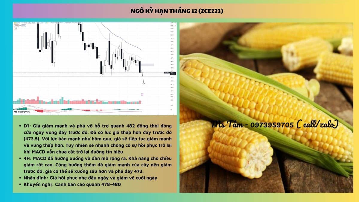 NHẬN ĐỊNH NÔNG SẢN NGÀY 13/09/2023. Tin tức đậu tương:. - Theo báo cáo tiến độ mùa vụ, tỷ lệ đậu tương  ...