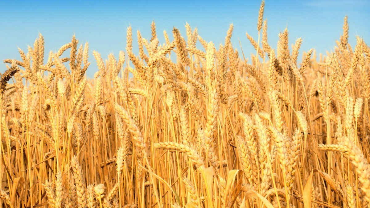 Giá ngô biến động trong khoảng hẹp, thị trường lúa mì lại hồi phục