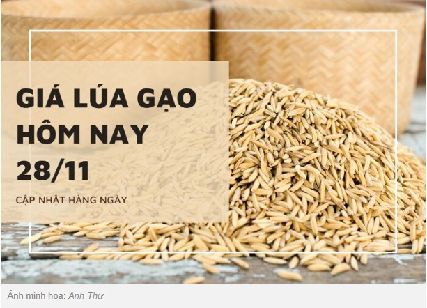 Giá lúa gạo hôm nay 28/11: Nàng Hoa 9 giảm 100 đồng/kg. Theo khảo sát, giá lúa gạo hôm nay (28/11) giảm  ...