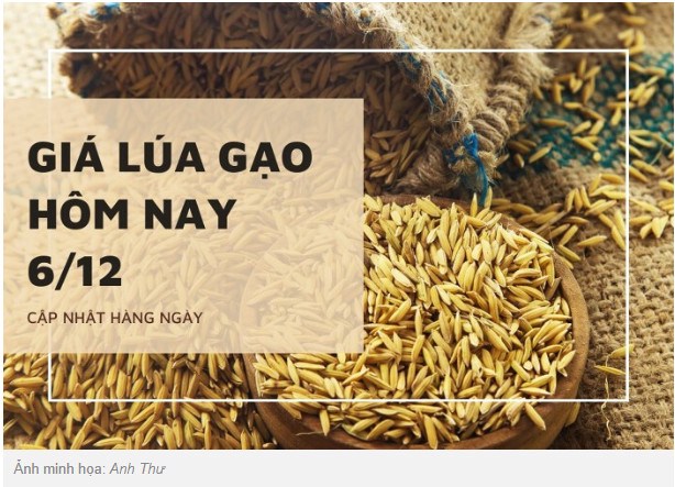 Giá lúa gạo hôm nay 6/12: Tăng từ 100 đồng/kg đến 200 đồng/kg. Theo ghi nhận, giá lúa gạo hôm nay (6/12)  ...