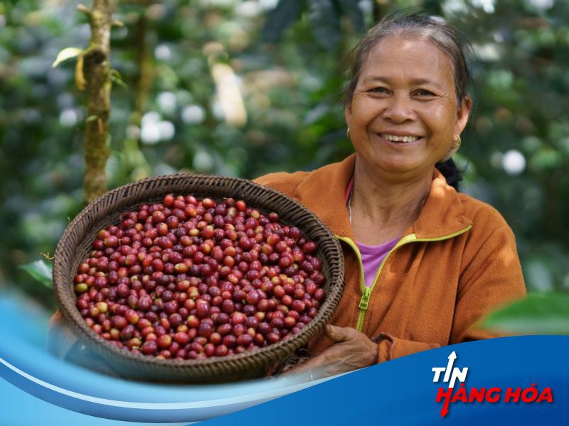 Việt Nam sản xuất 40% lượng cà phê robusta toàn cầu. Giá cà phê robusta tương lai tại London đã tăng  ...